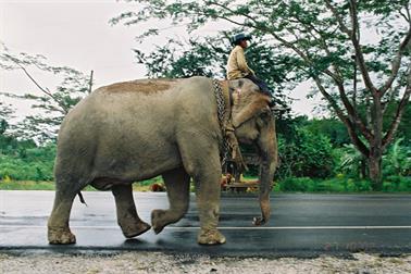 11 Thailand 2002 F1060035 Khao Lak Ausflug Khao Sok_478